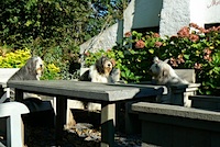 3 dames